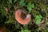 Narancsvörös kocsonyásgomba (Guepinia helvelloides), Bihar-hegység, Pádis